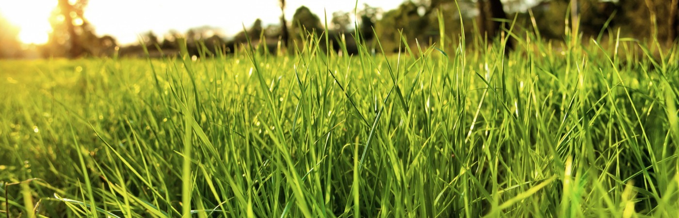 lush-grass_Snapseed-1400x450